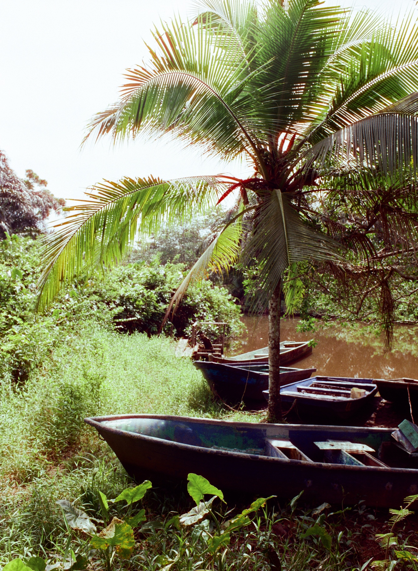 Holzboote unter einer Palme am Flussufer in Panama